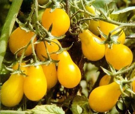 Tomatele Yellow Pearshaped 