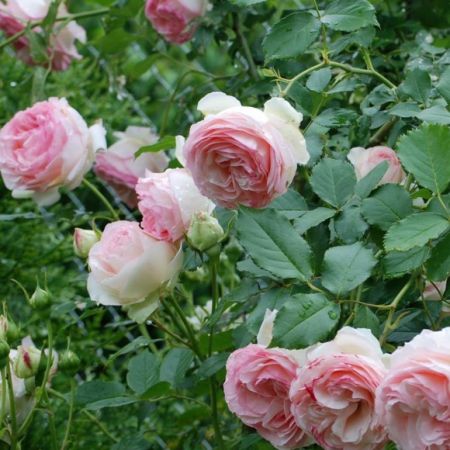 Trandafirii cataratori Pierre de Ronsard 