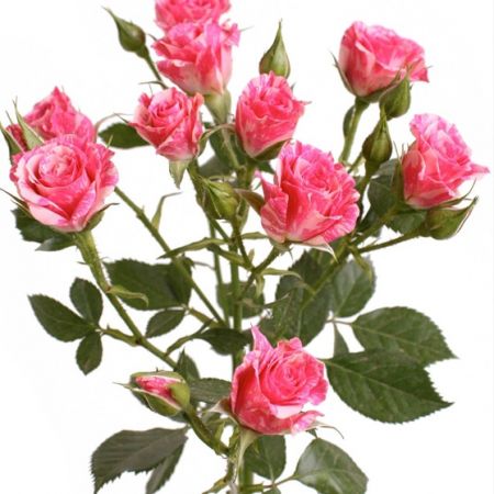 Pink Flash, un trandafir miniaturial cu o culoare suprinzatoare