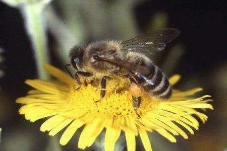 Cum se face polenizarea?