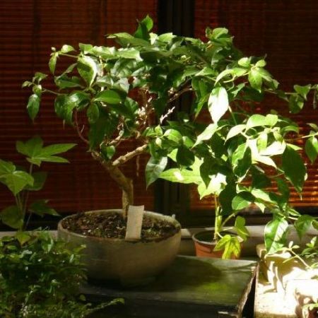 poze bonsai