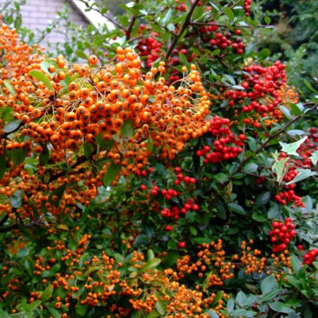 Gradini cu pyracantha