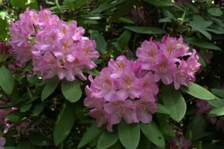 Cerintele Rhododendronului 
