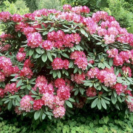 Rhododendronul Fantastica - frumusete exotica in gradina
