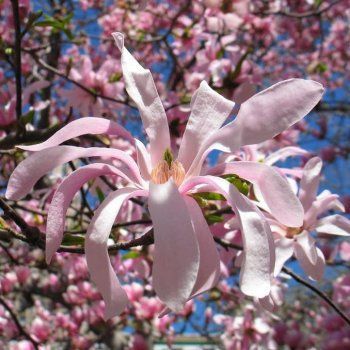 Magnoliile Rosea