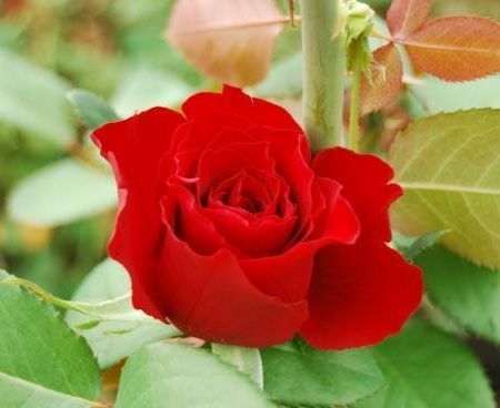 Trandafirul Royal Baccara - eleganta si rafinament 