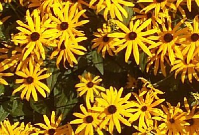 rudbeckia