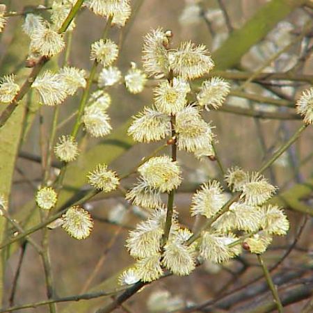 salix caprea (salcia pitica)