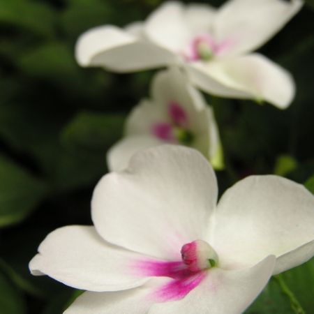 sporul_casei_impatiens_(alb)