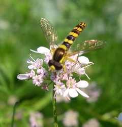 syrphida (insecte benefice pentru gradina)