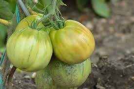 tomatillo