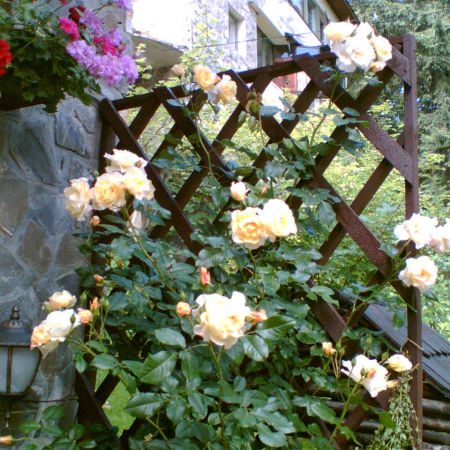 Trandafiri noi si vechi de gradina