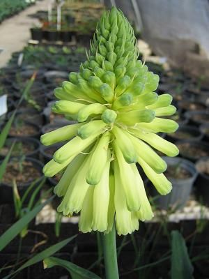 veltheimia bracteata