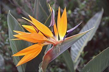  Strelitzia reginae D