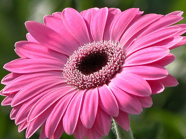 gerbera 2