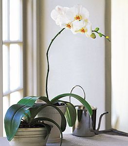 orhideea ca planta de interior