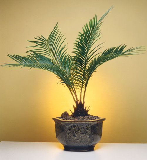 cycas revoluta (sagotier japonez)