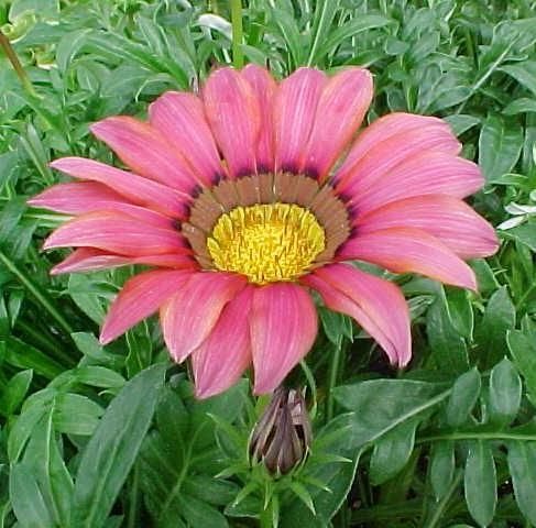 gazania