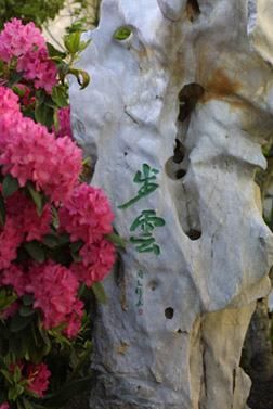 Tai Hu rock with Rhododendron