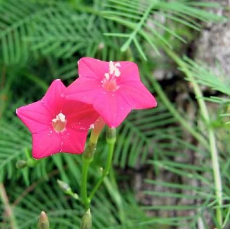 Ipomoea quamoclit