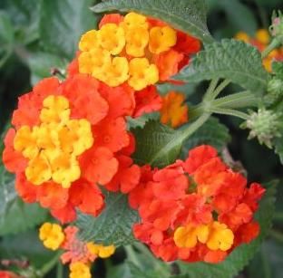 lantana