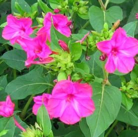 Mirabilis jalapa