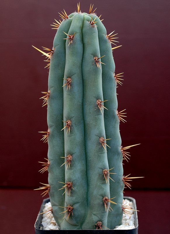 echinopsis pachanoi