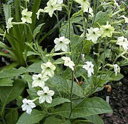 nicotiana