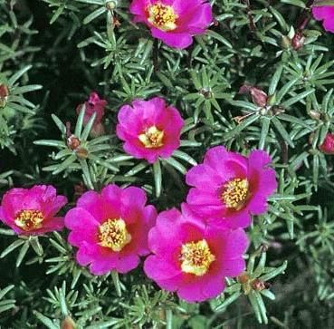 portulaca