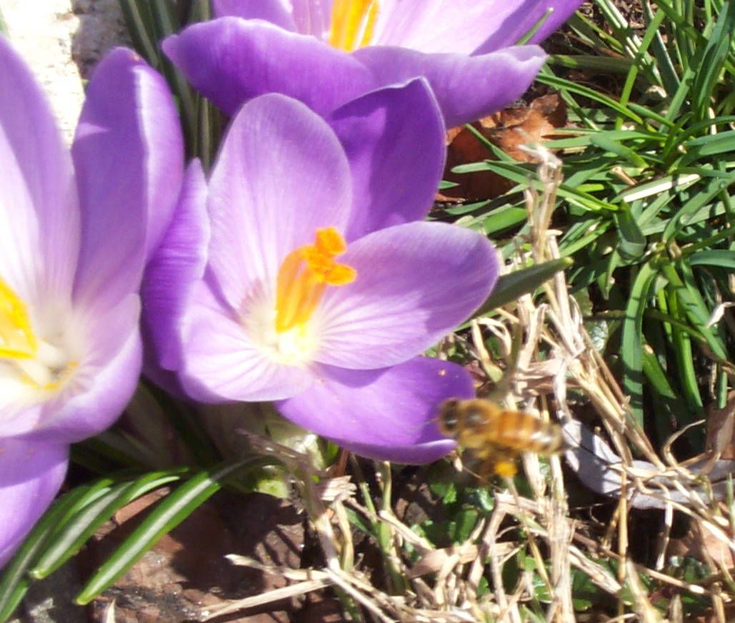 plante perene  - crocus