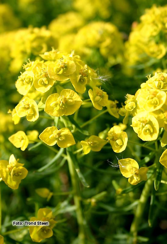 Euphorbia cyparissias