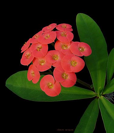 euphorbia milii B