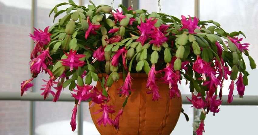 schlumbergera (christmas cactus)