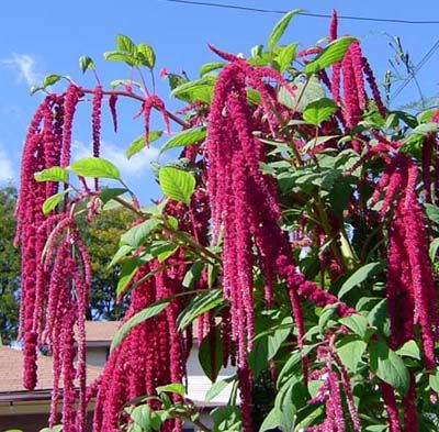 Amaranthus