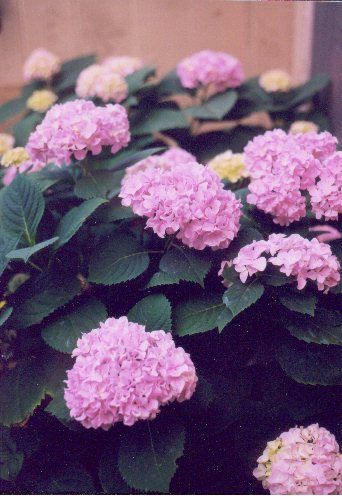 hortensia roz