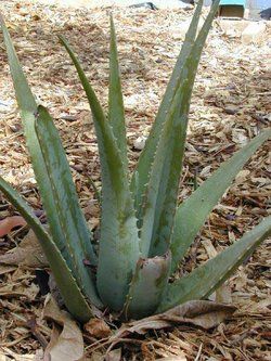 aloe1