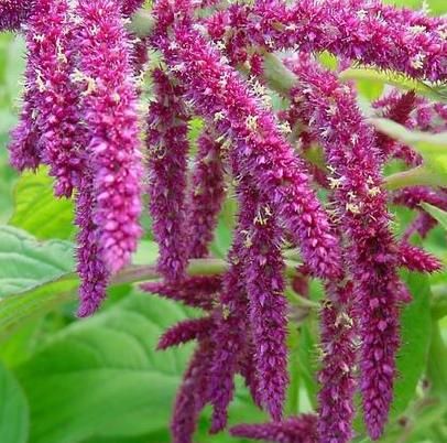 amaranthus