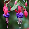 fuchsia