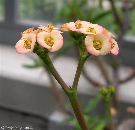 Euphorbia didieroides