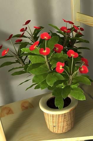 Euphorbia walli