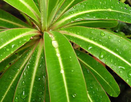 euphorbia_mellifera_leaves