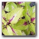 Coleus Pineapple Tart