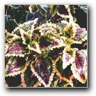 Coleus Solar Flare