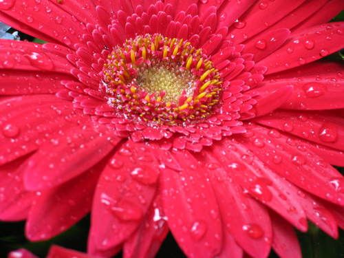 gerbera 8