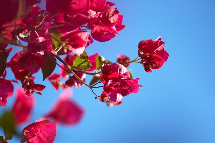 BougainvilleaC