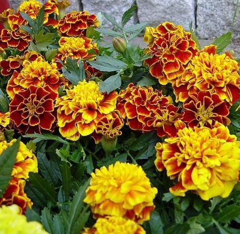 Tagetes