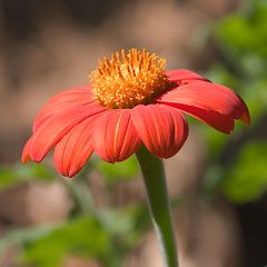 Tithonia rotundifolia