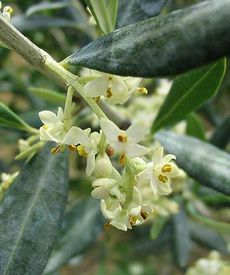 floare de maslin