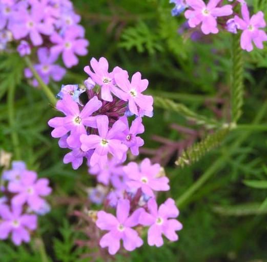 Verbena tenuisecta