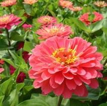 Zinnia elegans